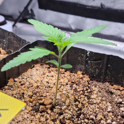 7 - Super Lemon Haze - BSF growlog photo: P1