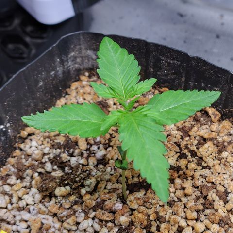 7 - Super Lemon Haze - BSF growlog photo: P2