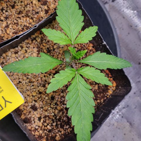7 - Super Lemon Haze - BSF growlog photo: P1