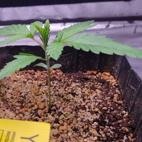 7 - Super Lemon Haze - BSF growlog photo: P1