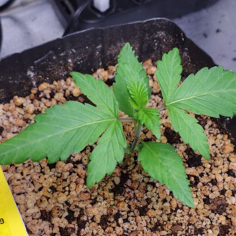 7 - Super Lemon Haze - BSF growlog photo: P2