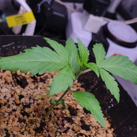 7 - Super Lemon Haze - BSF growlog photo: P2