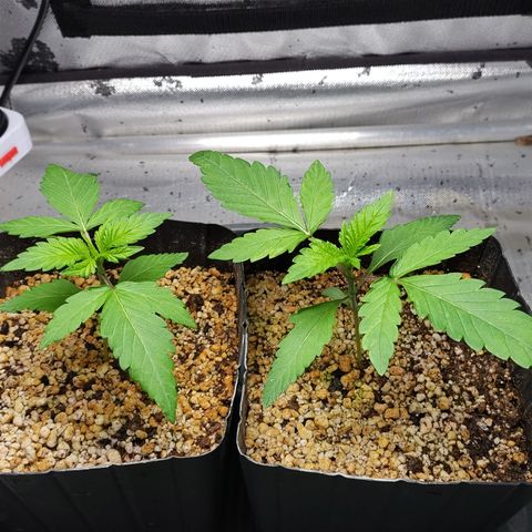7 - Super Lemon Haze - BSF growlog timeline photo