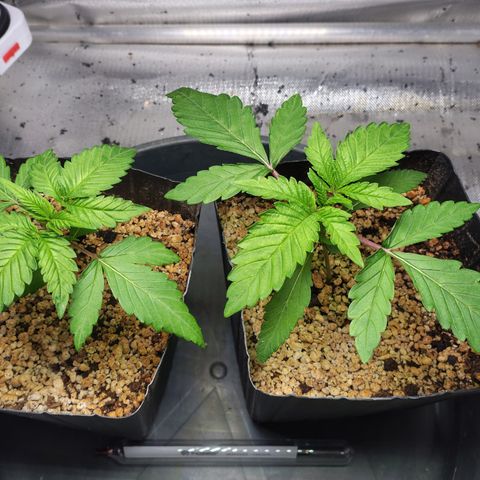 7 - Super Lemon Haze - BSF growlog timeline photo