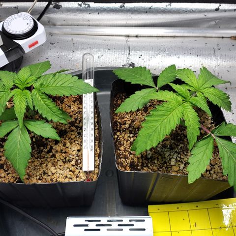 7 - Super Lemon Haze - BSF growlog timeline photo