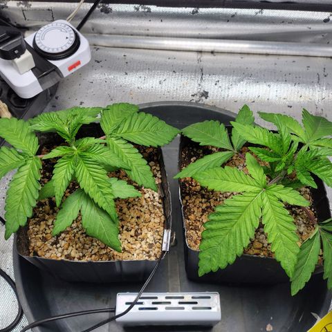 7 - Super Lemon Haze - BSF growlog timeline photo