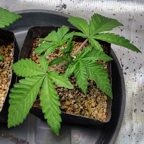 7 - Super Lemon Haze - BSF growlog photo: P1