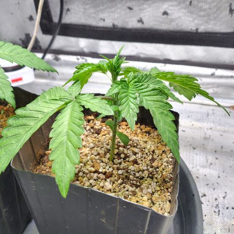 7 - Super Lemon Haze - BSF growlog photo: P1