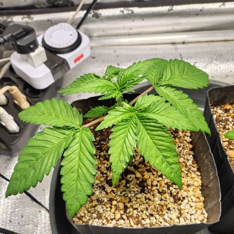 7 - Super Lemon Haze - BSF growlog photo: P2