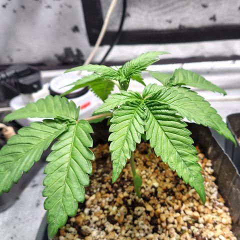7 - Super Lemon Haze - BSF growlog photo: P2