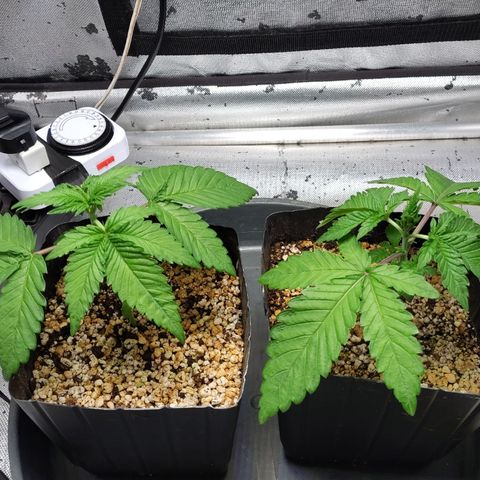 7 - Super Lemon Haze - BSF growlog timeline photo