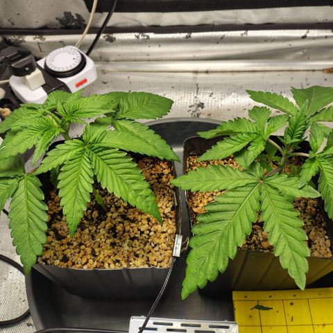 7 - Super Lemon Haze - BSF growlog timeline photo