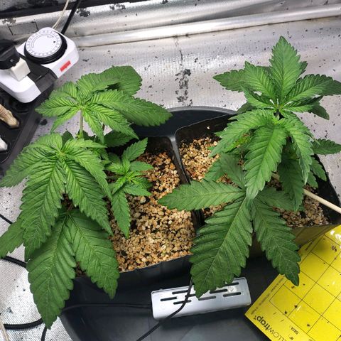 7 - Super Lemon Haze - BSF growlog timeline photo