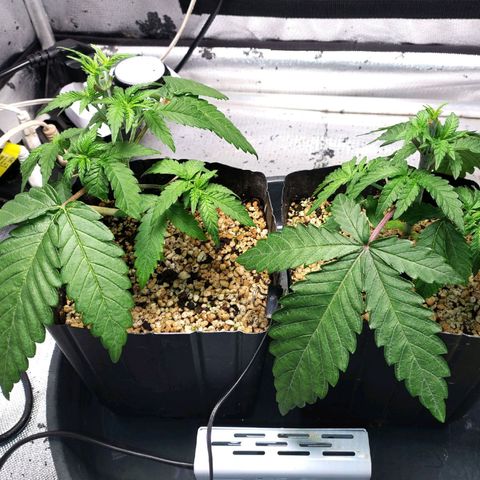 7 - Super Lemon Haze - BSF growlog timeline photo