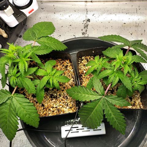 7 - Super Lemon Haze - BSF growlog timeline photo