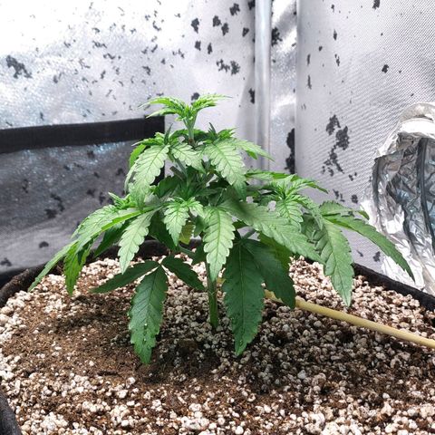 7 - Super Lemon Haze - BSF growlog photo: P1