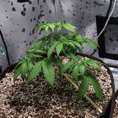 7 - Super Lemon Haze - BSF growlog photo: P2