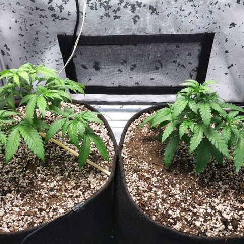 7 - Super Lemon Haze - BSF growlog timeline photo