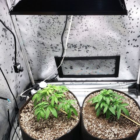 7 - Super Lemon Haze - BSF growlog timeline photo