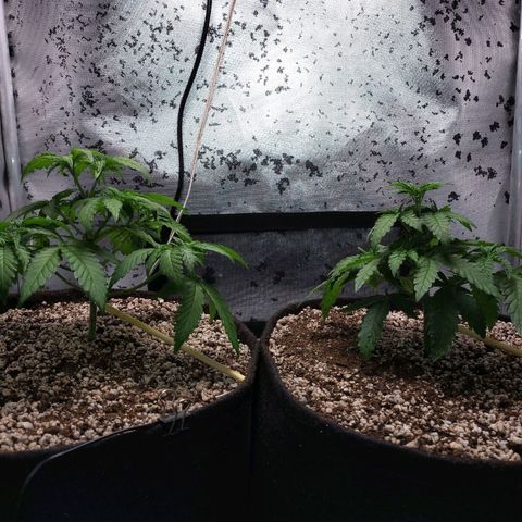 7 - Super Lemon Haze - BSF growlog timeline photo
