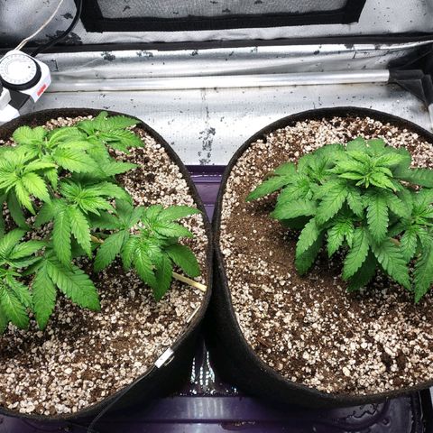 7 - Super Lemon Haze - BSF growlog timeline photo