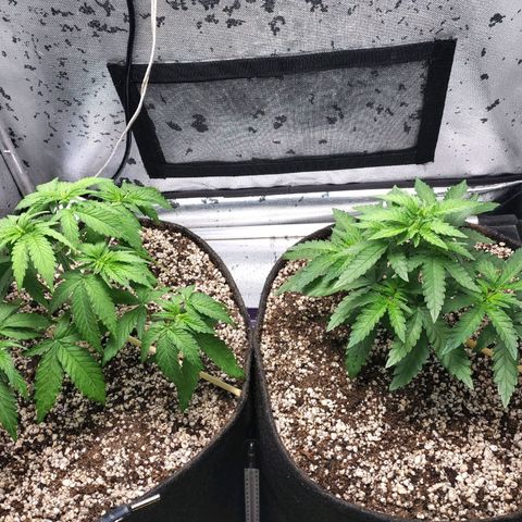 7 - Super Lemon Haze - BSF growlog timeline photo