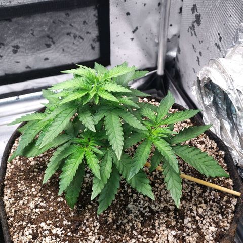 7 - Super Lemon Haze - BSF growlog photo: P1