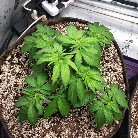 7 - Super Lemon Haze - BSF growlog photo: P2