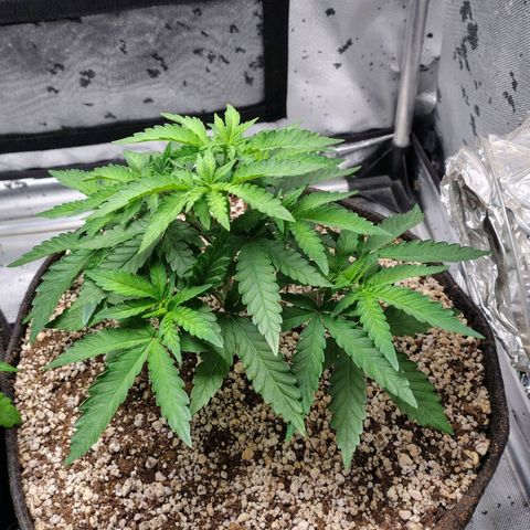 7 - Super Lemon Haze - BSF growlog timeline photo