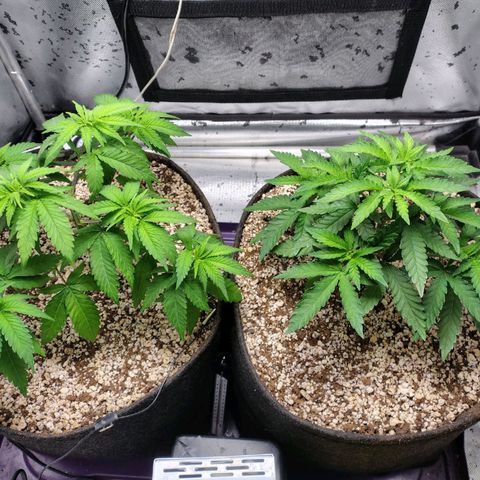7 - Super Lemon Haze - BSF growlog timeline photo