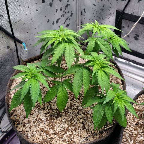 7 - Super Lemon Haze - BSF growlog timeline photo
