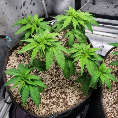 7 - Super Lemon Haze - BSF growlog timeline photo