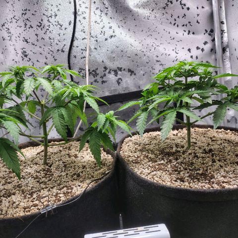 7 - Super Lemon Haze - BSF growlog timeline photo