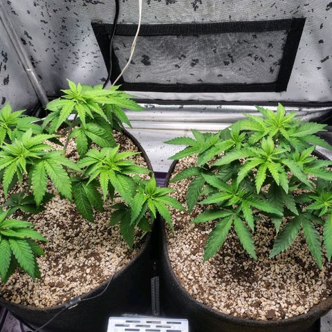 7 - Super Lemon Haze - BSF growlog timeline photo