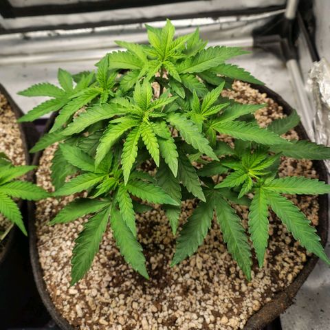 7 - Super Lemon Haze - BSF growlog timeline photo