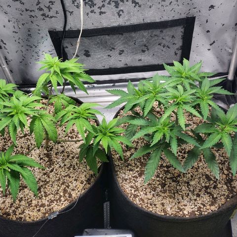 7 - Super Lemon Haze - BSF growlog timeline photo