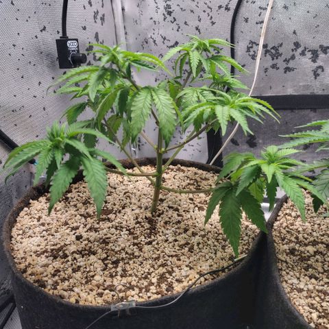 7 - Super Lemon Haze - BSF growlog timeline photo