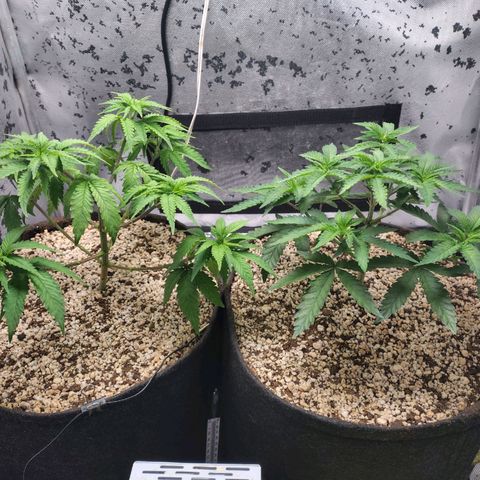 7 - Super Lemon Haze - BSF growlog timeline photo