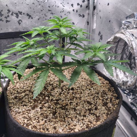7 - Super Lemon Haze - BSF growlog timeline photo