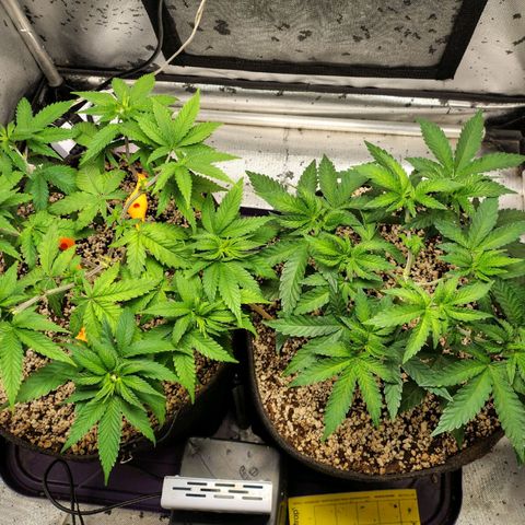 7 - Super Lemon Haze - BSF growlog timeline photo