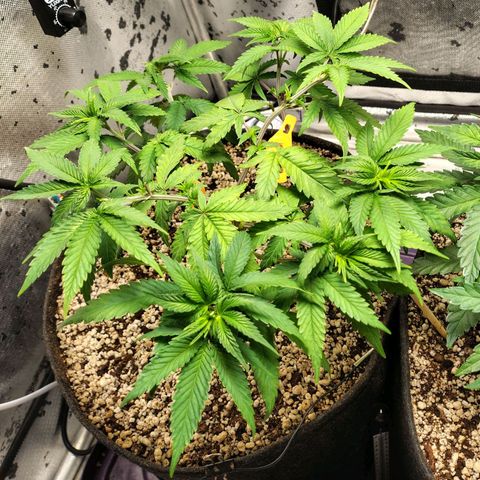7 - Super Lemon Haze - BSF growlog timeline photo