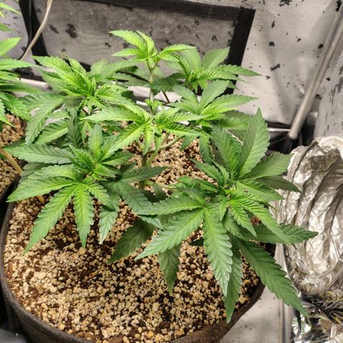 7 - Super Lemon Haze - BSF growlog timeline photo