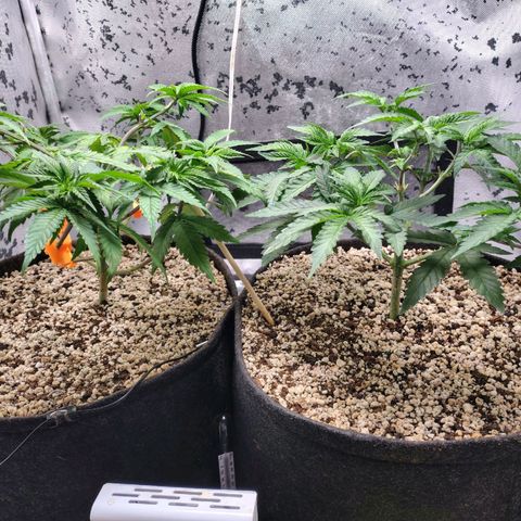 7 - Super Lemon Haze - BSF growlog timeline photo