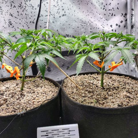 7 - Super Lemon Haze - BSF growlog timeline photo