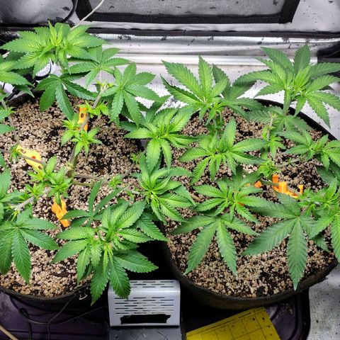 7 - Super Lemon Haze - BSF growlog timeline photo