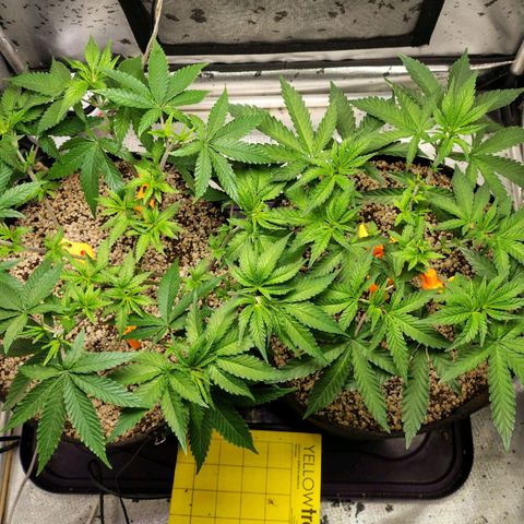 7 - Super Lemon Haze - BSF growlog timeline photo