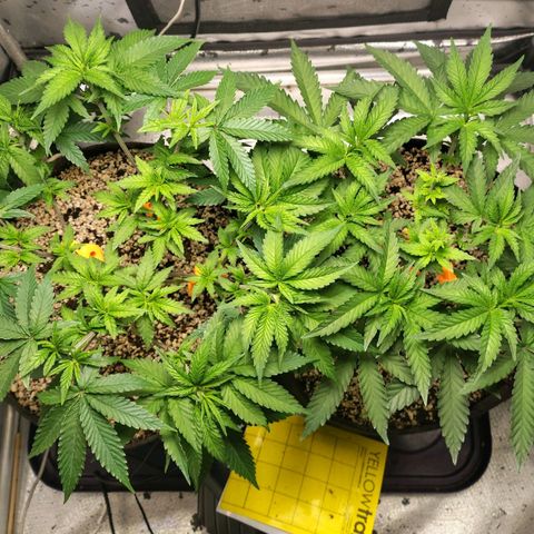 7 - Super Lemon Haze - BSF growlog timeline photo