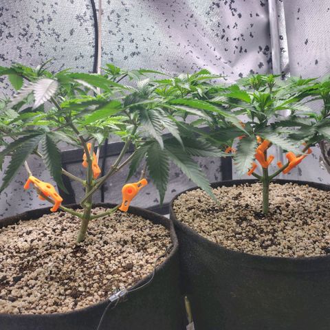 7 - Super Lemon Haze - BSF growlog timeline photo