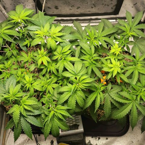 7 - Super Lemon Haze - BSF growlog timeline photo