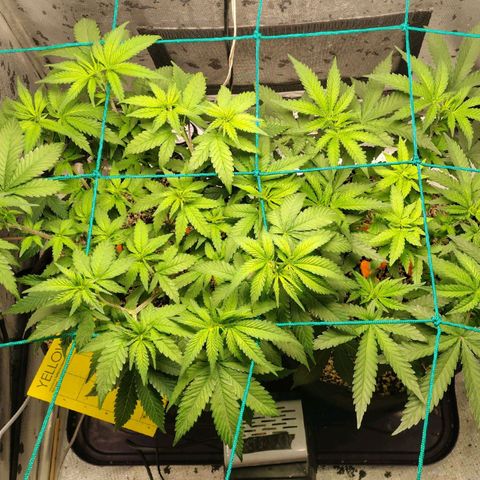7 - Super Lemon Haze - BSF growlog timeline photo